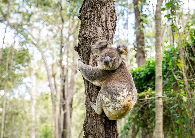 William the Koala back in the wild after surviving the odds.